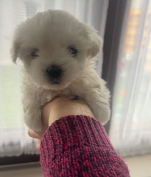 Bichon talie mică