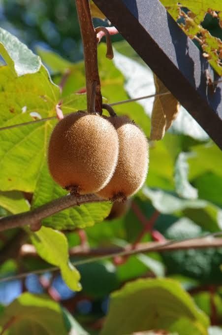 Kiwi la ghiveci .