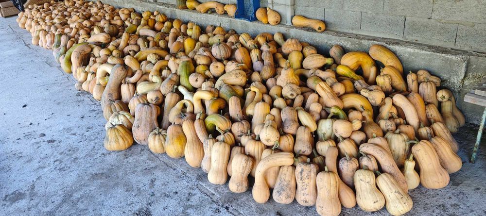 Продавам български тикви