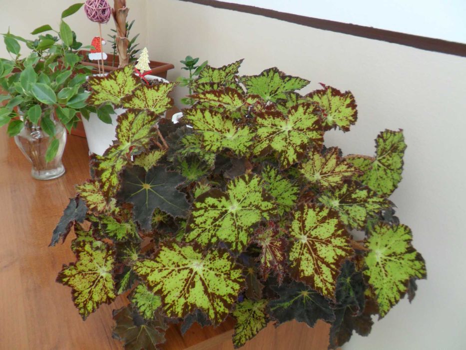 фотоапарат Samsung PL20 14 МРх