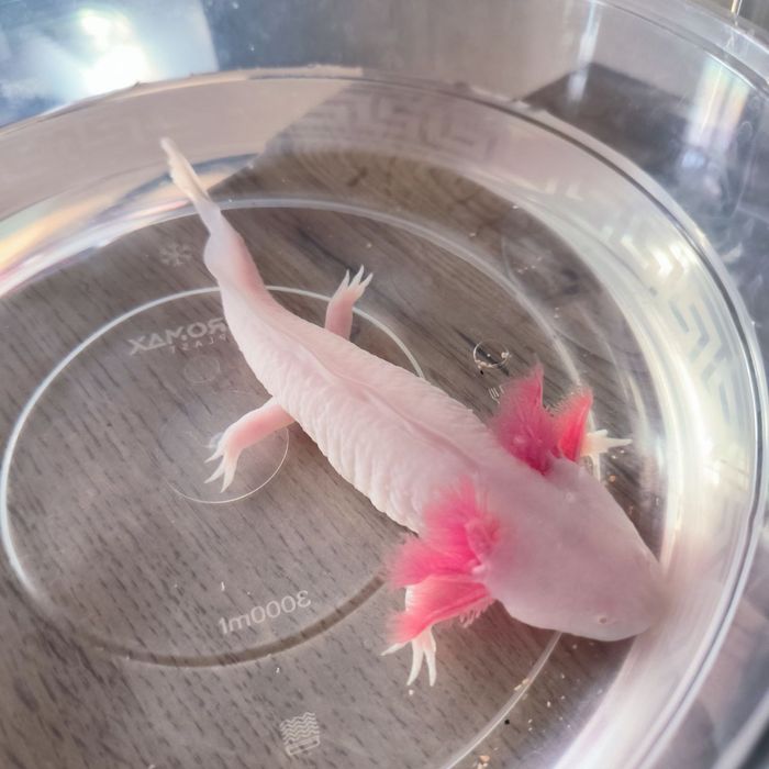 Продается Аксолотль