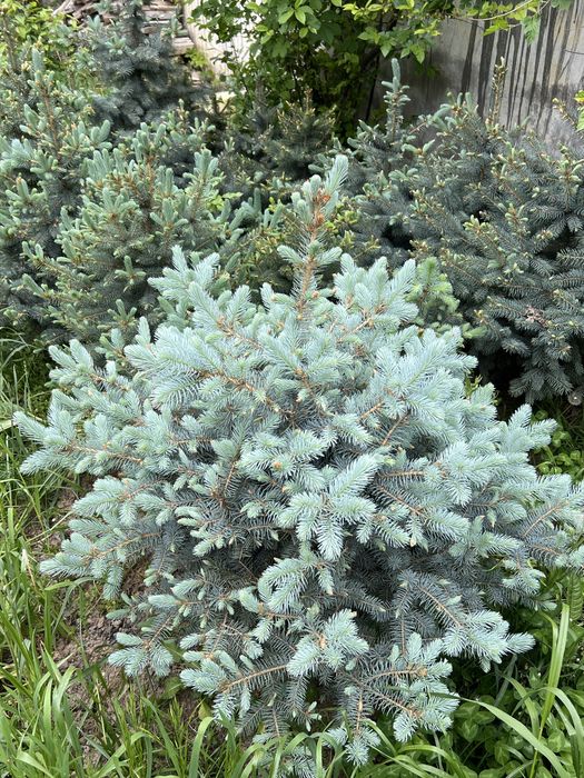 Арча Голубой [Ел]