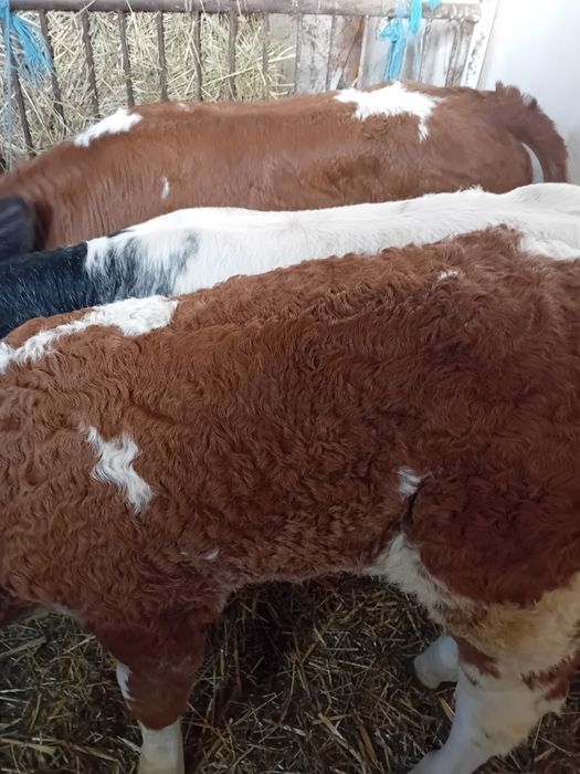 Tauras belgian și vitele baltate