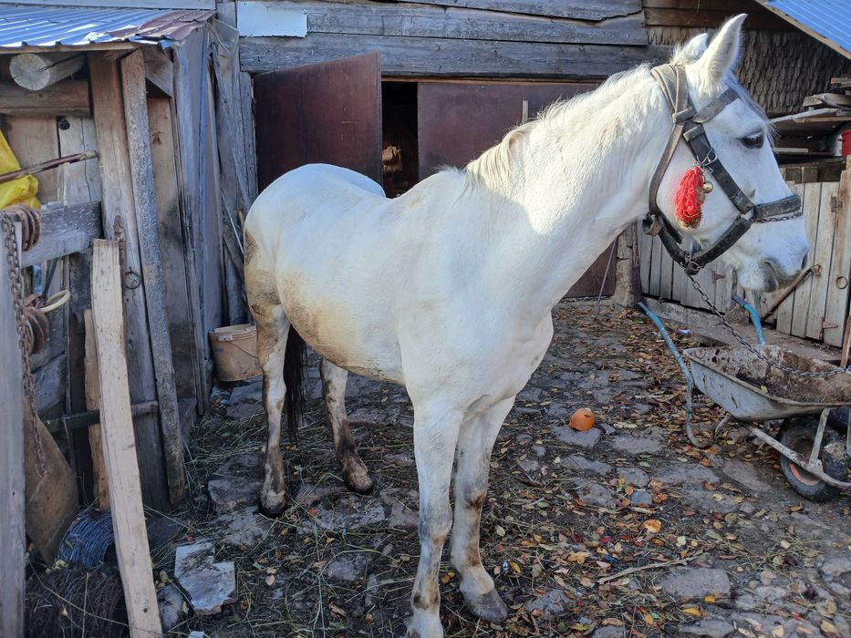 Vand cal alb castrat