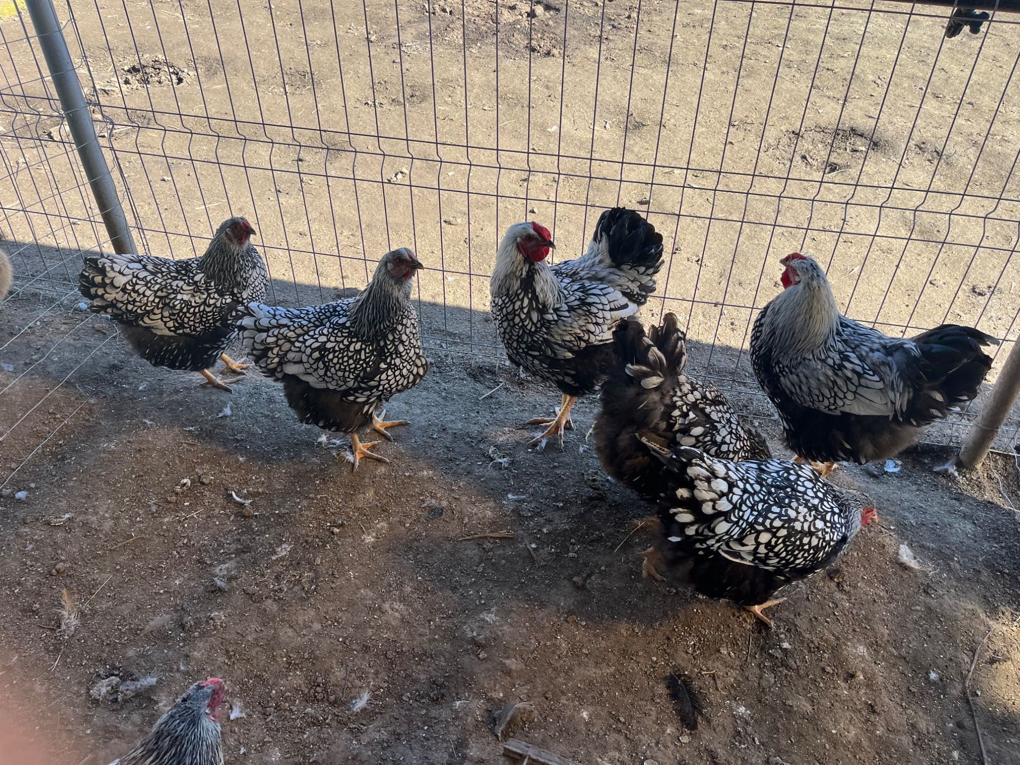 Vând ouă pentru incubat, Matasä Japoneză, ouă verzi