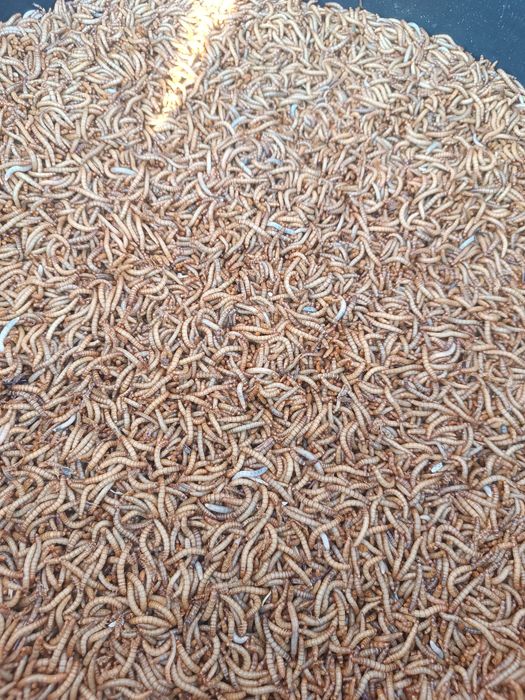 Продаётся зоофобус