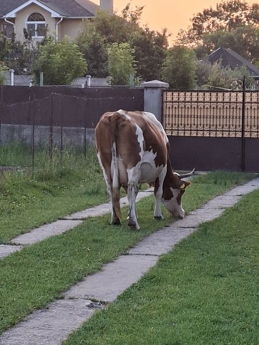 Vând vaca de lapte