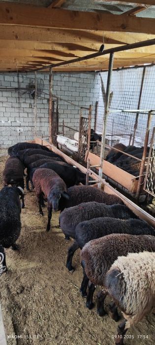 Qoy qoʻchqor bor sotiladi