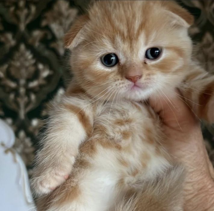 Вислоухие Шотландские котята