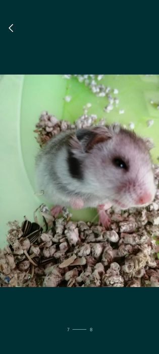 Hamster sirian siberian de Guineea porcușor .