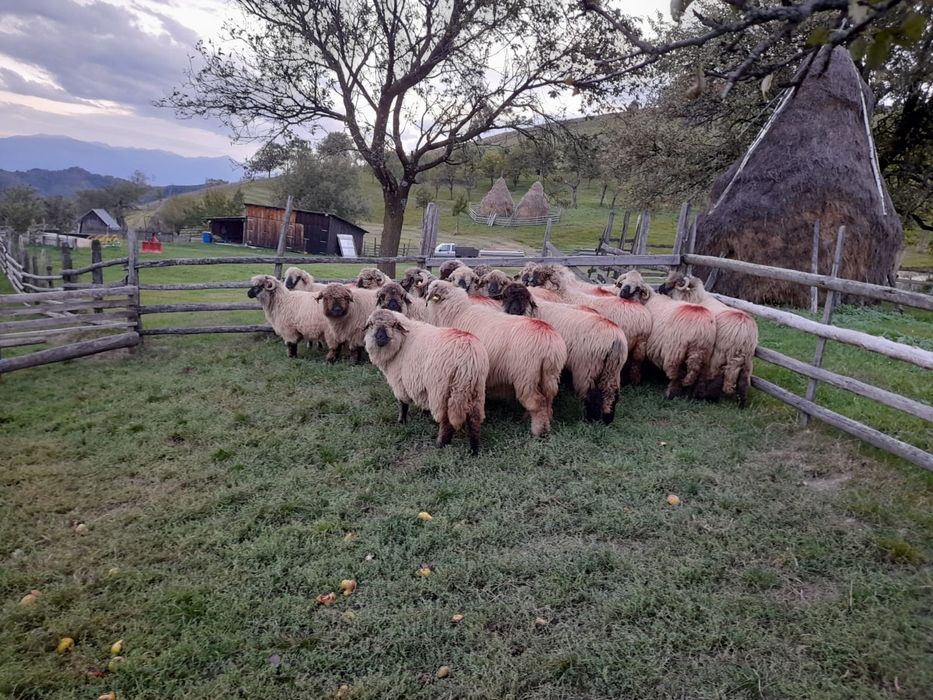 Oi de vanzare, 20b!