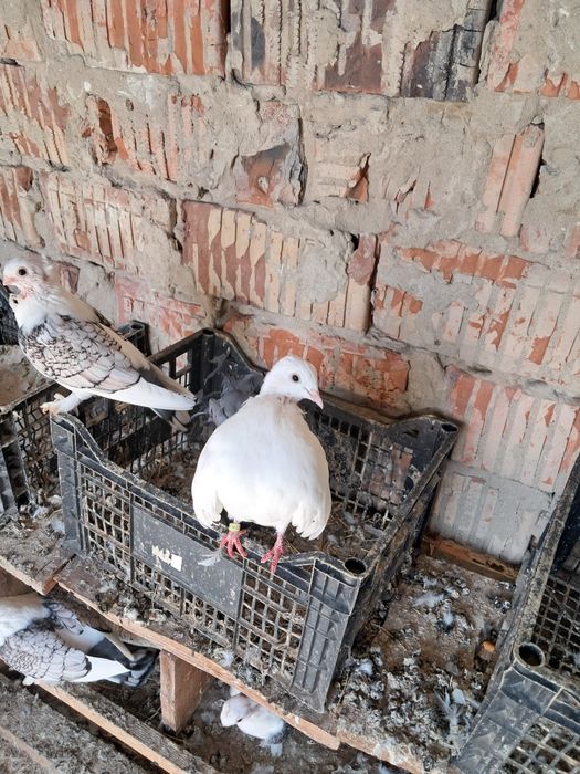 Porumbei Rotati coada neagră și coada rosie