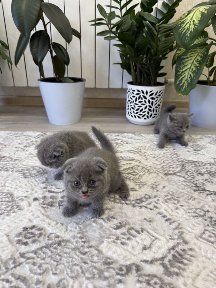 Британские котята