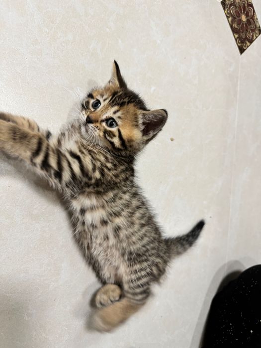 Котята скотиш фолд и страйт