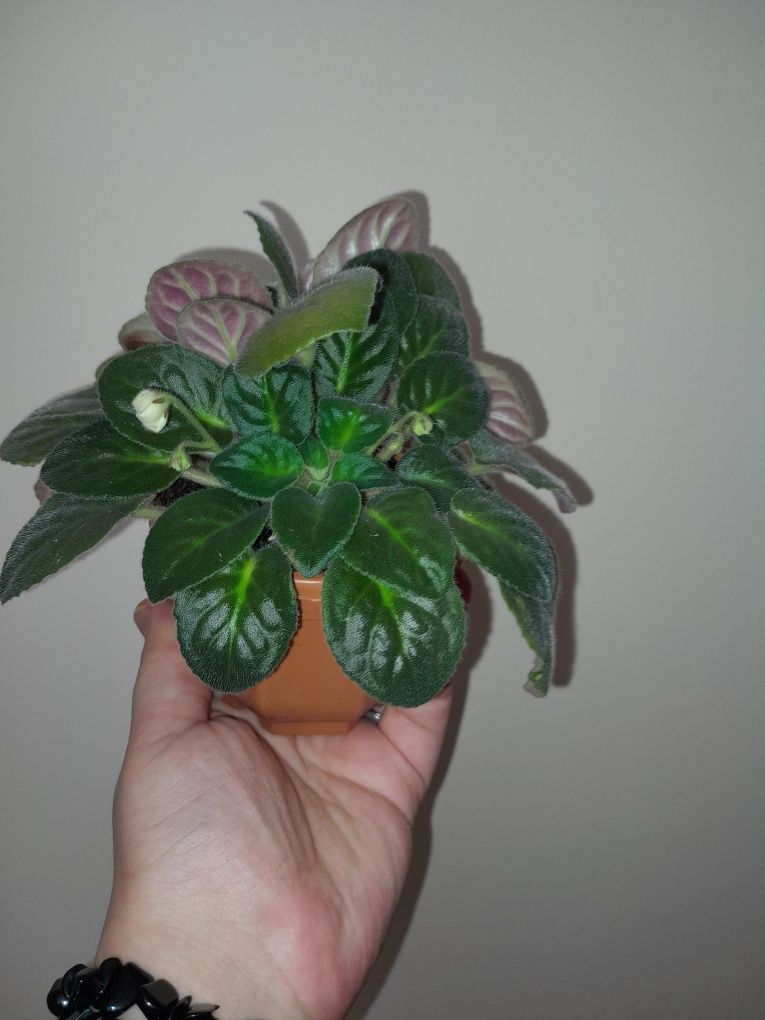 Продам фиалку махровую (бледно-розовая).Цветет.