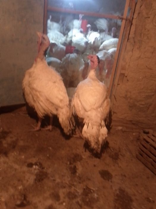 Big6 kurkalar sotiladi jivoy ves klosiga 45000sum