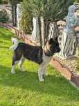 Akita Inu American
