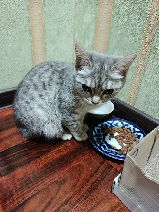 Britanski shinshilla 6 oyli