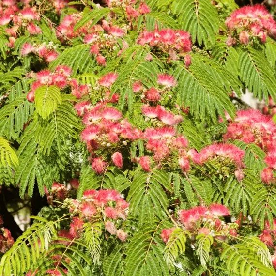 Pomi ornamentali  arborele de matase