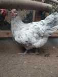 Găinii de australorp splash