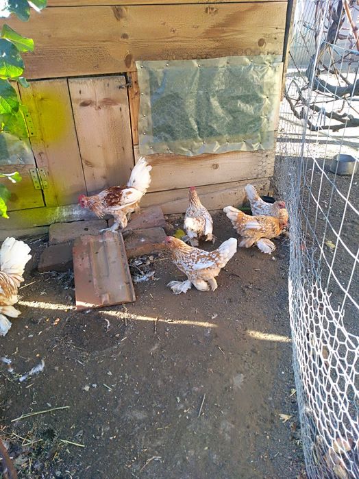 Vând găini pitice galben alb bărboase