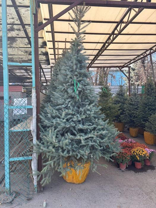 Елки Ель голубая купить в Алмате от питомника напрямую