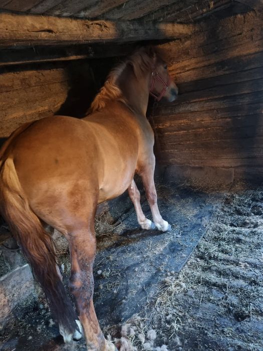 Vand sau schimb armasar 4 ani