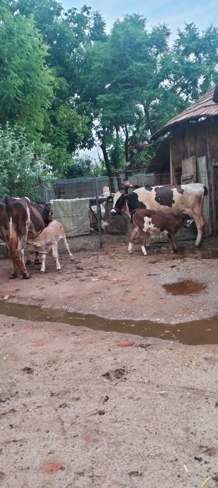 Vând doi viței un tăuraș și o vițea