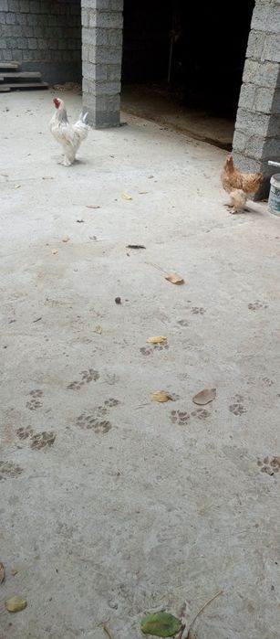 Брама хуроз ва товук сотилади 350000