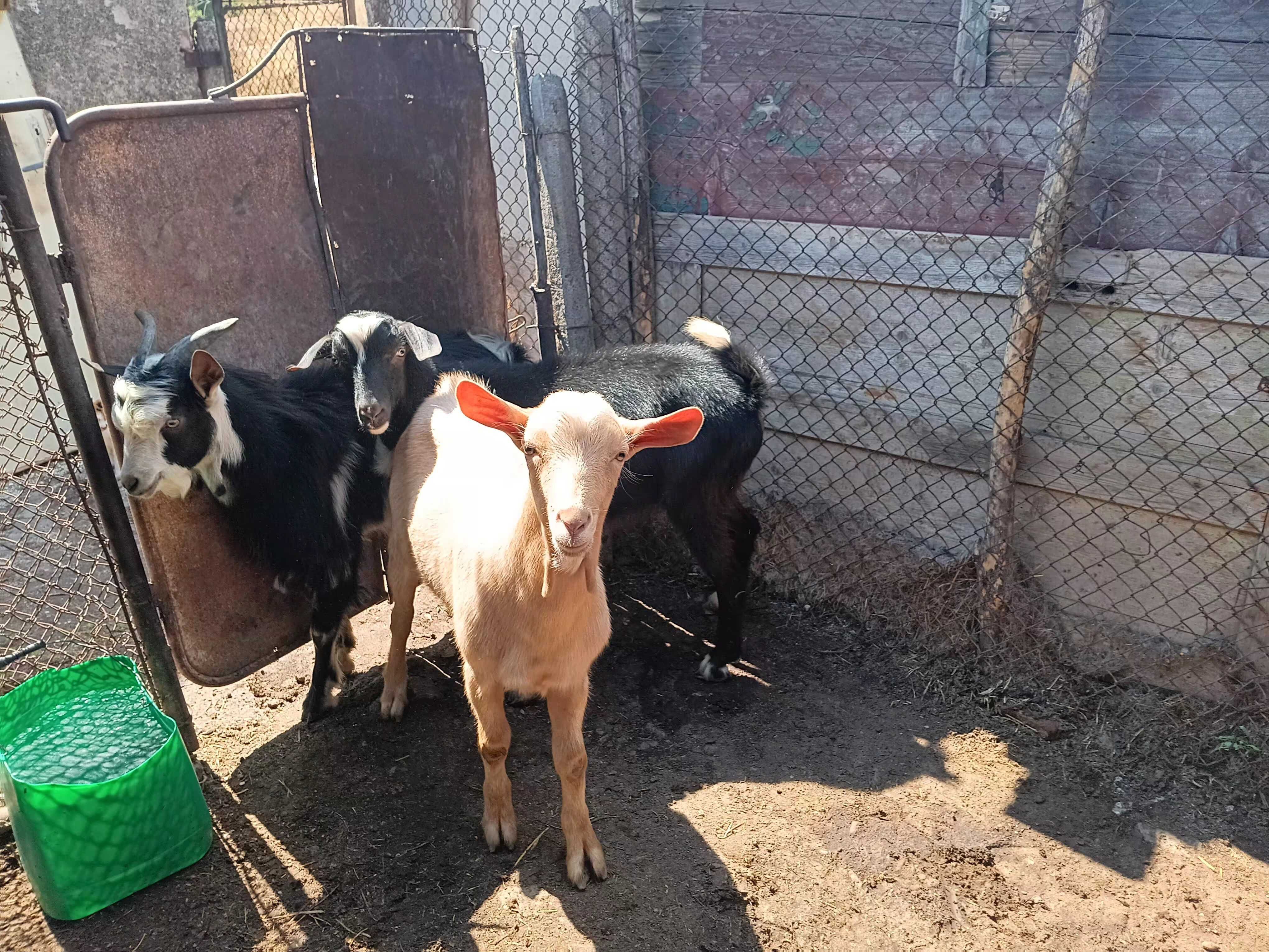 Продавам 1 коза 1 пръч и 3 мъжки ярета