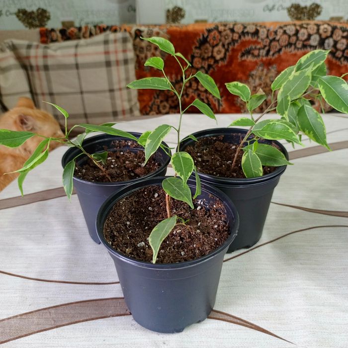 Комнатные цветы : денежное дерево , фикус бенджамина