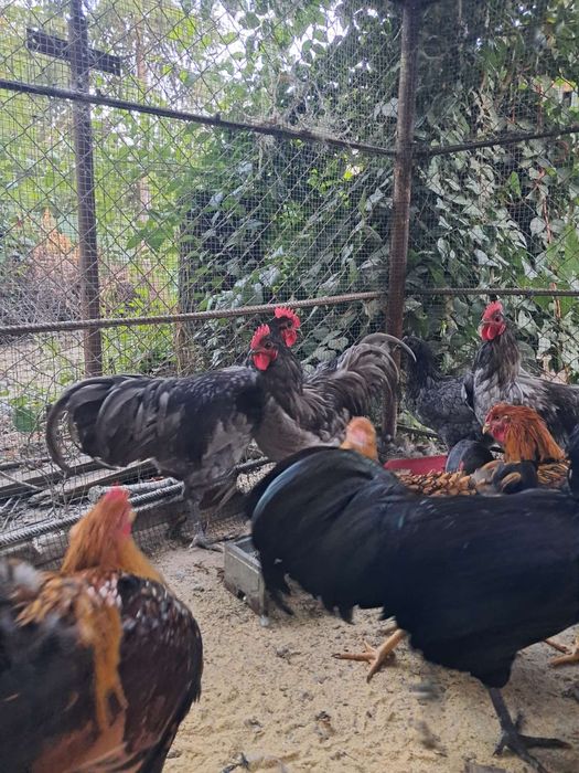 Schimb cocosi rasele matase si australorp cu gaini