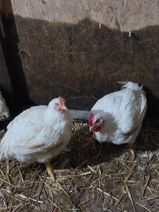 Avem puicute moravia, susex și issabraun și pui de carne