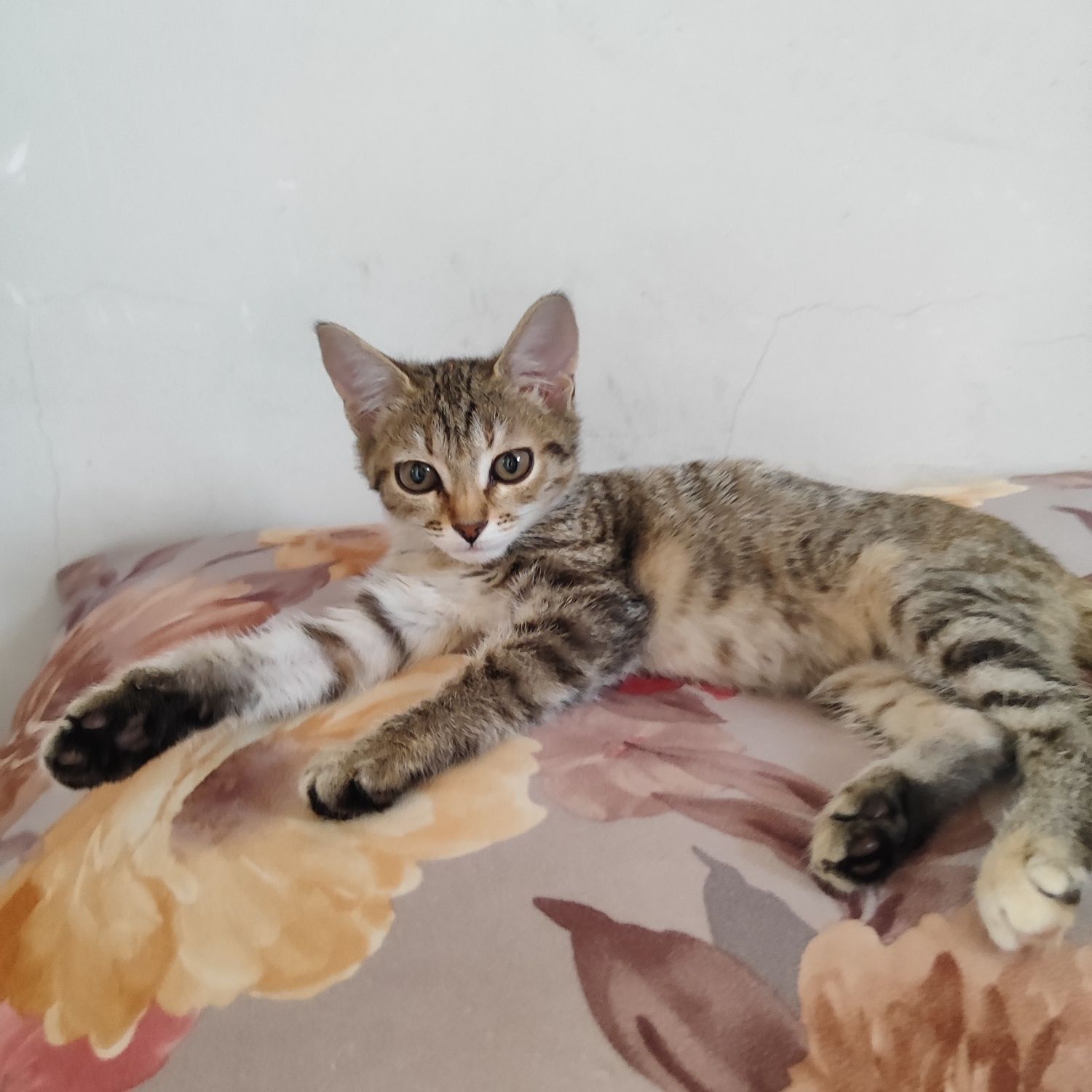 Отдам котята девочку бауырластар 2