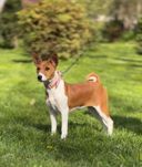 Cățeluș Basenji fetiță roșu și alb