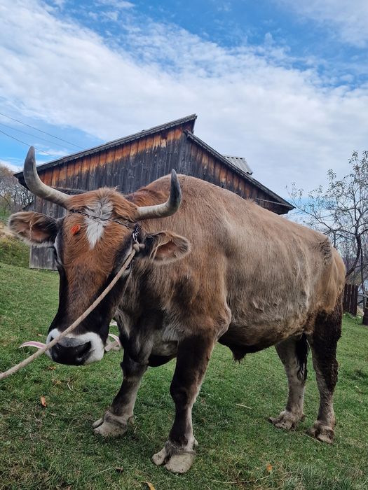 O pereche de boi de vânzare!