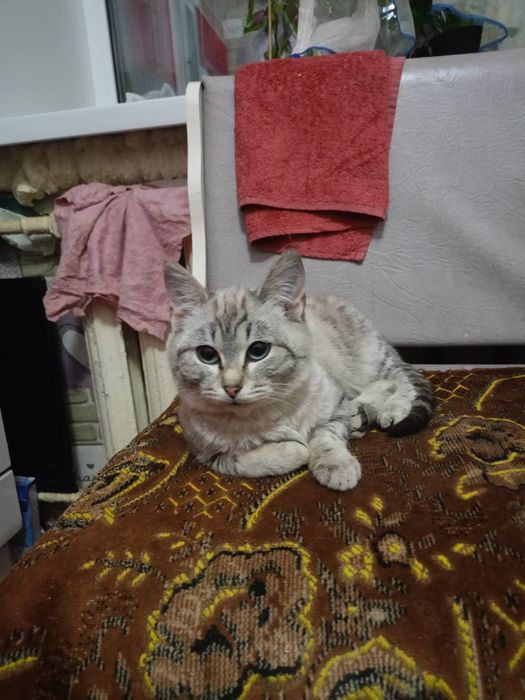 Котенок срочно отдам девочку