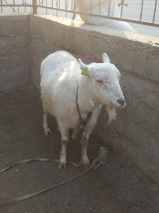 zanen echkisi sotladi