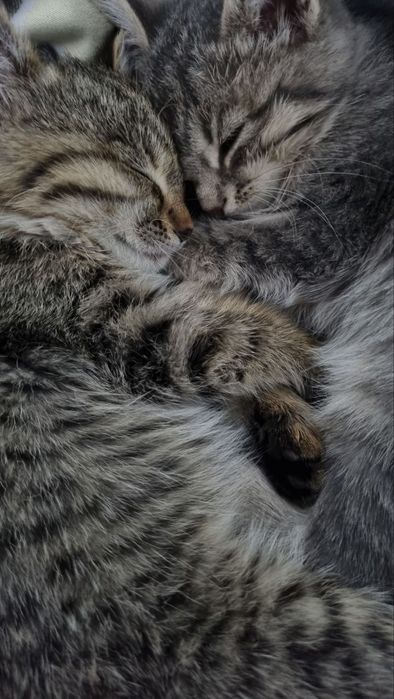Котята маленькие