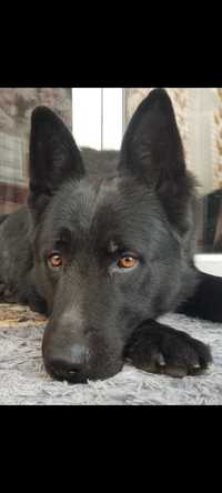 Пропала собака в районе микрорайон Кинель чёрная овчарка по кличке Блэ