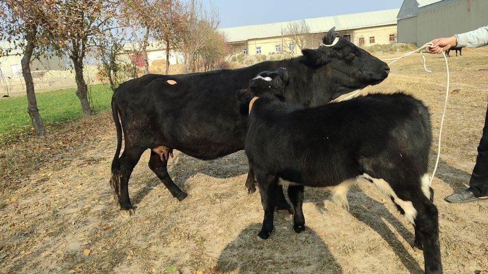 Ona bola sigir sotiladi