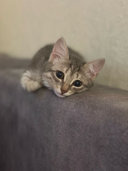 Отдам котенка , в добрые руки