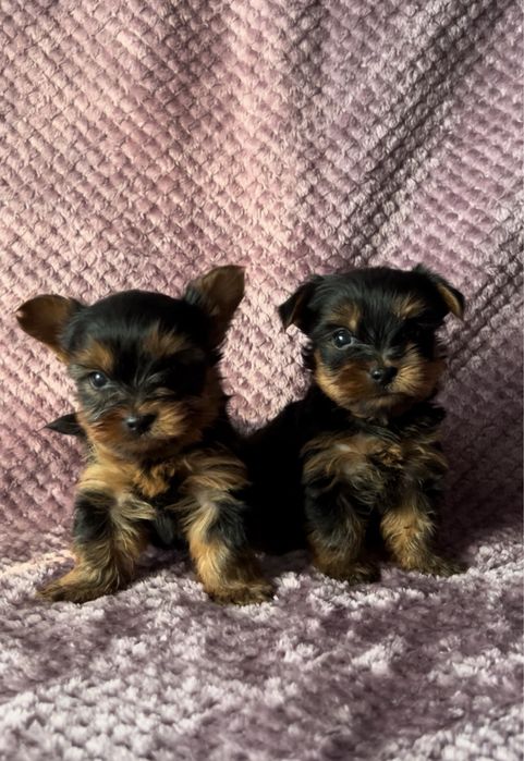 Йоркширский терьер, щенки, 1.5 месяца