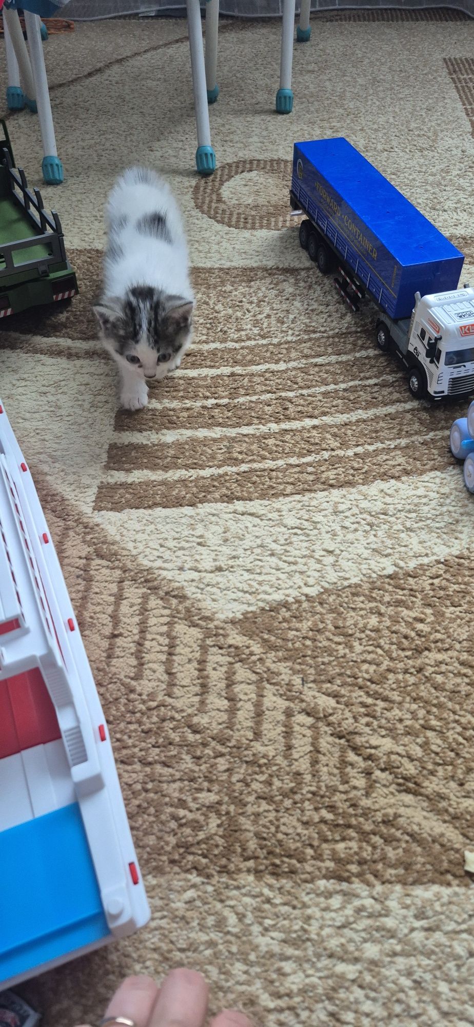Котята ищут дом  к лотку приучены обработаны домашние