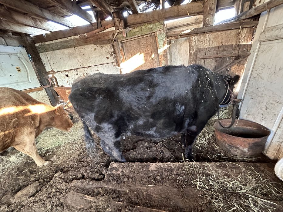 Сиыр карова сатылады актобе