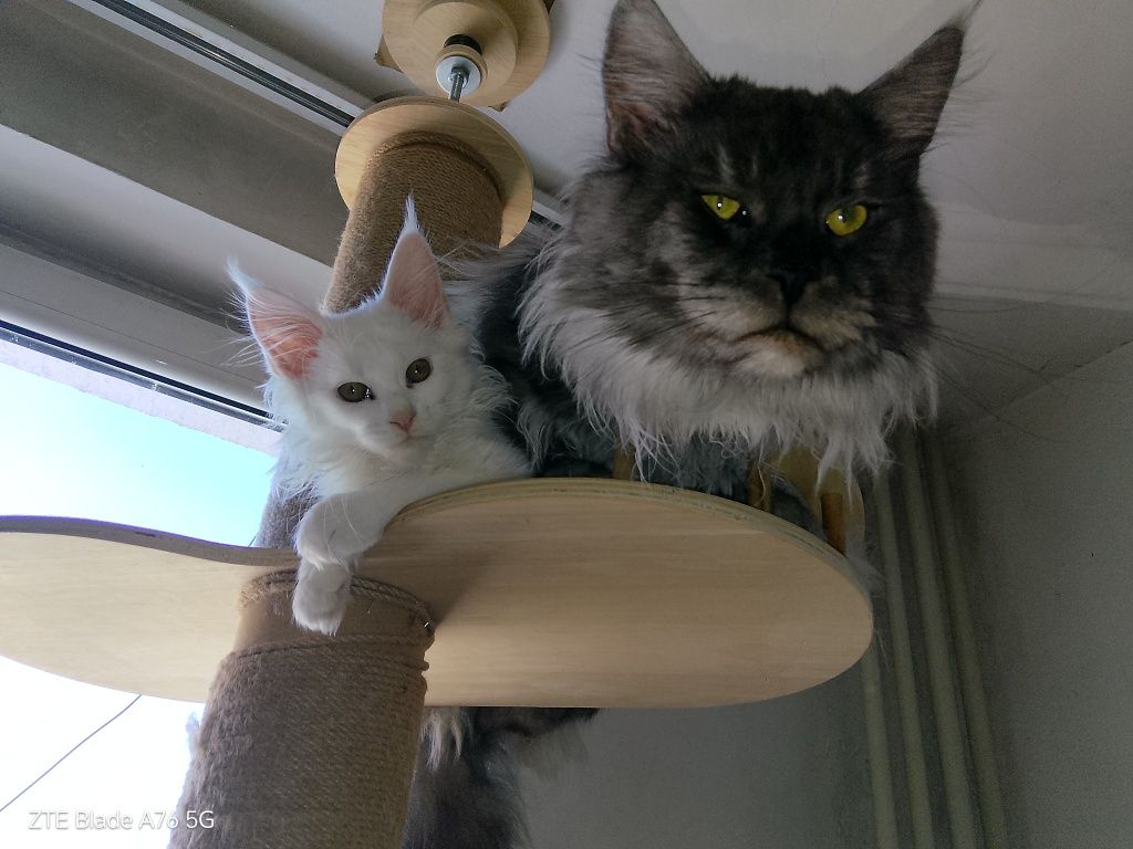Породисти котета Мейн Кун