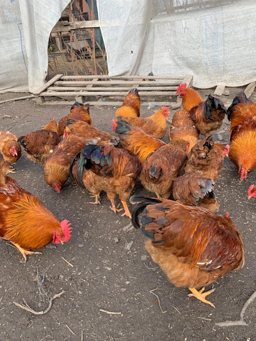 Vand oua de gaina New Hampshire