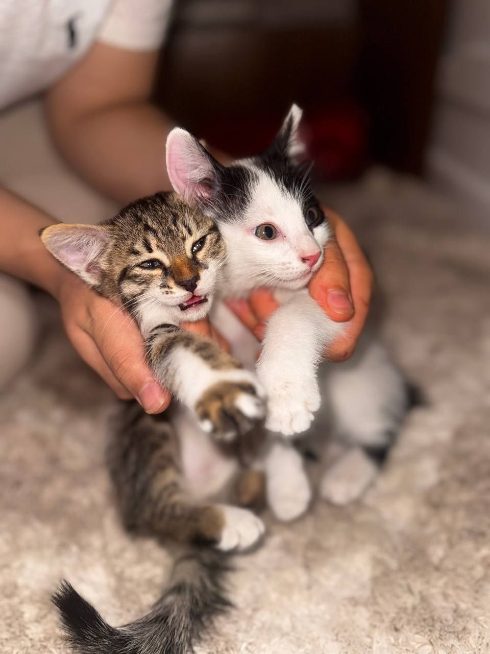 Продаются котята