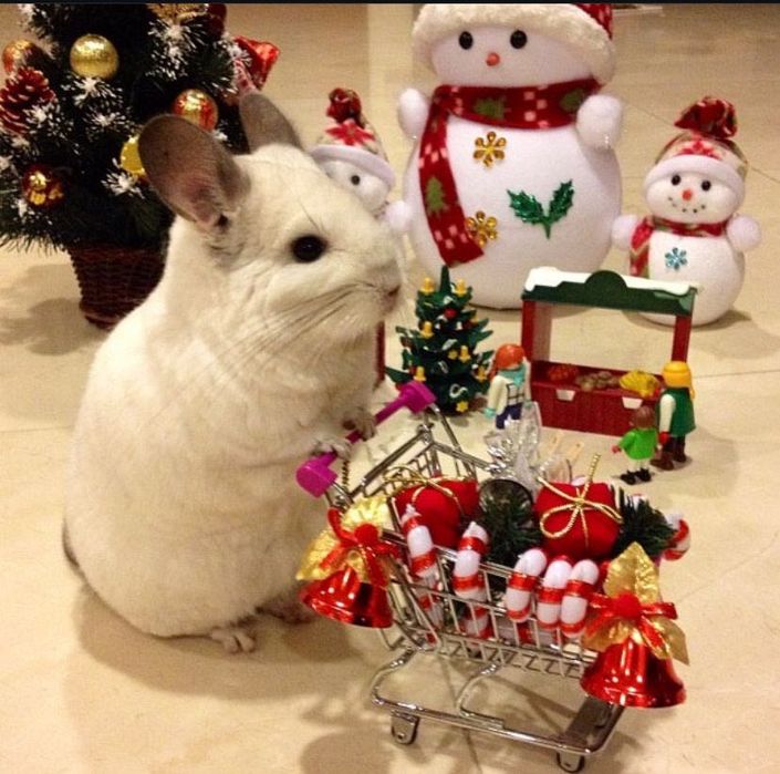 Animal de companie - chinchilla sinsila cincila chinchila