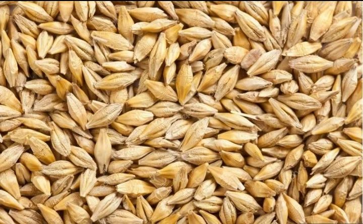 Продам ячмень, урожай 2025